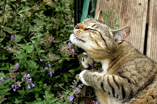 Cat enjoying catnip (Nepeta cataria).